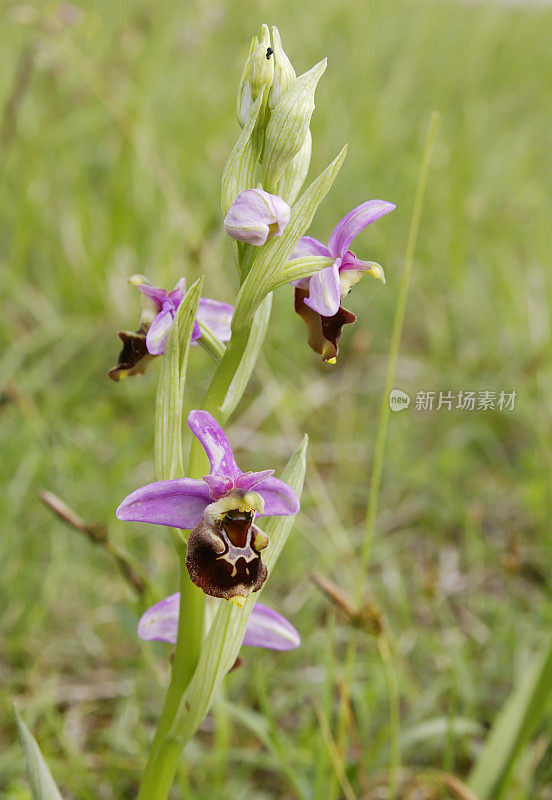 晚蜘蛛兰(Ophrys holosterica)